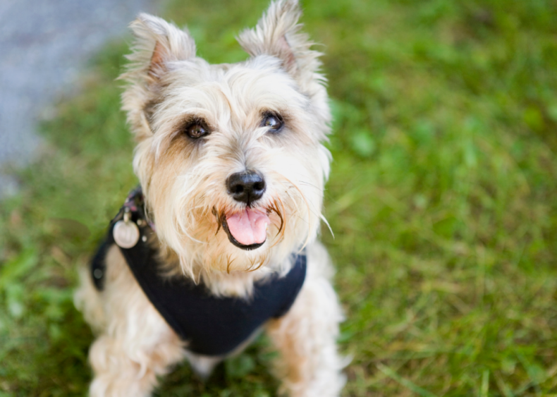 Clue: Dog breed #7
