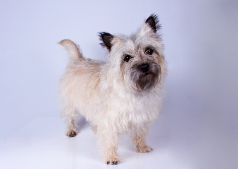 Answer: Dog breed #7