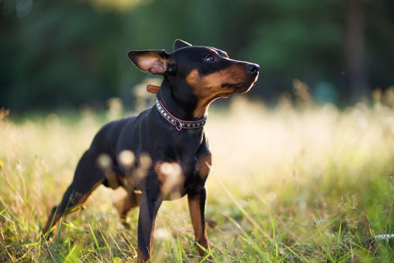 Clue: Dog breed #8
