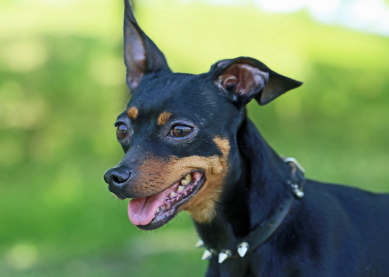 Answer: Dog breed #8