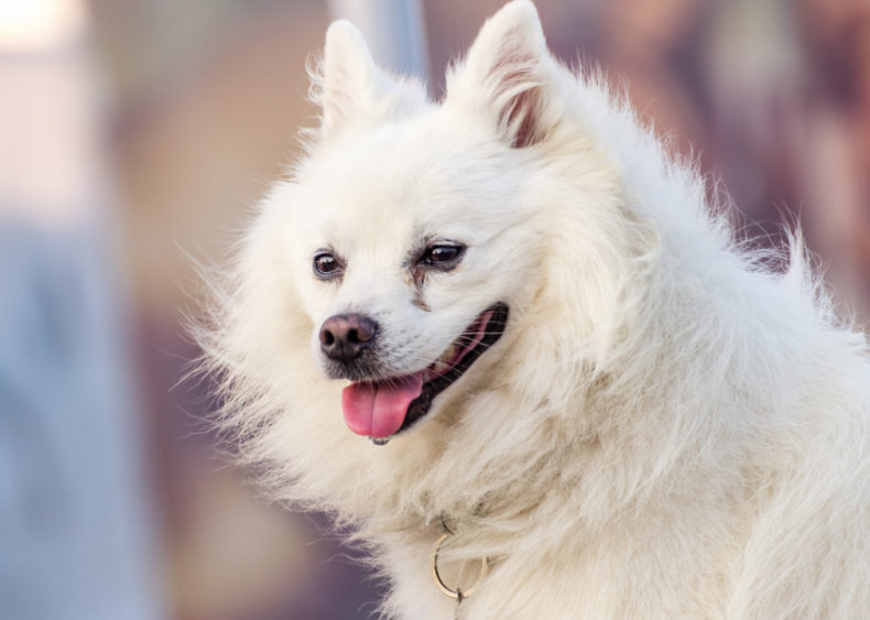 Clue: Dog breed #9