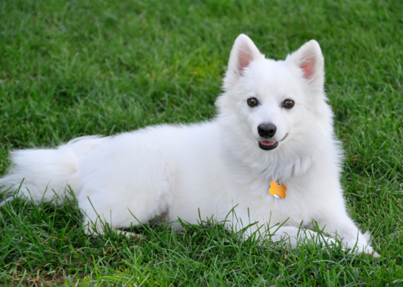 Answer: Dog breed #9
