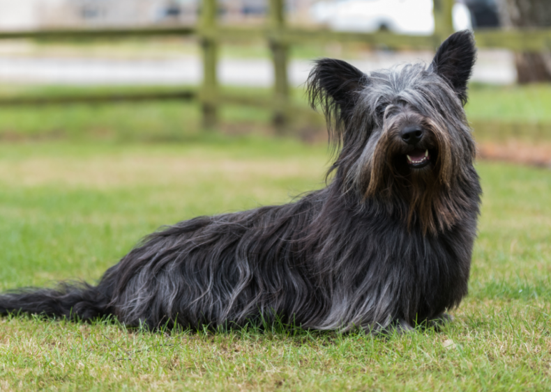 Clue: Dog breed #10