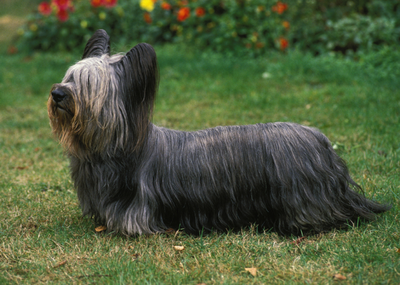 Answer: Dog breed #10