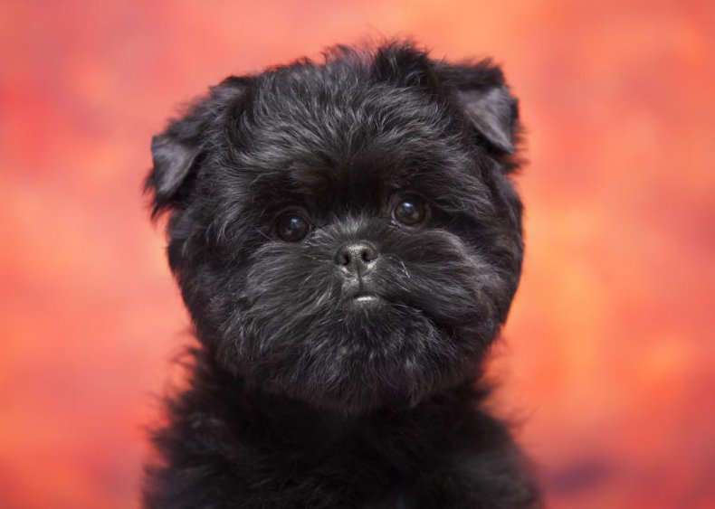 Clue: Dog breed #11
