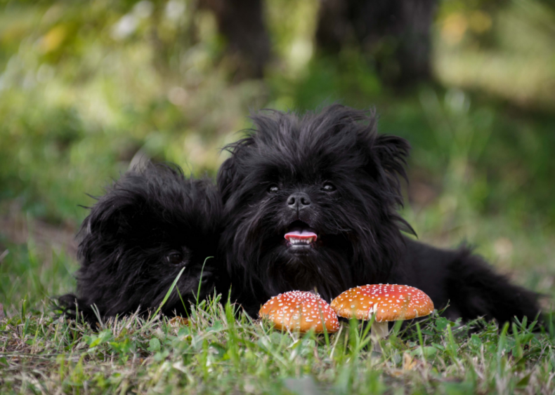 Answer: Dog breed #11