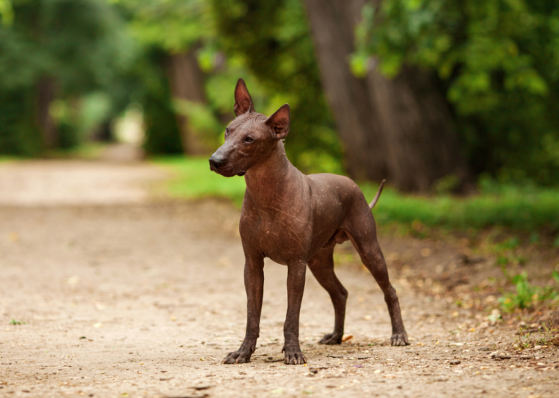 Clue: Dog breed #12