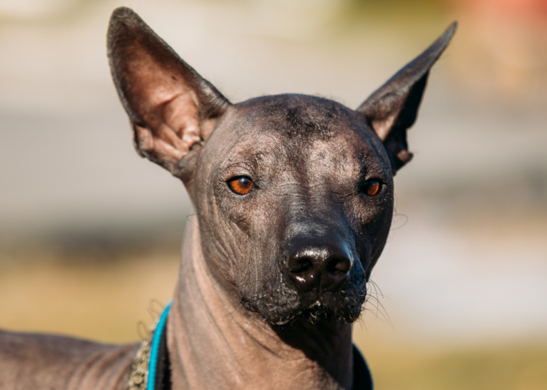 Answer: Dog breed #12
