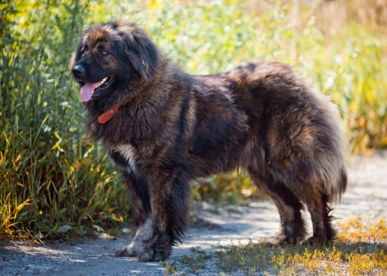 Clue: Dog breed #13