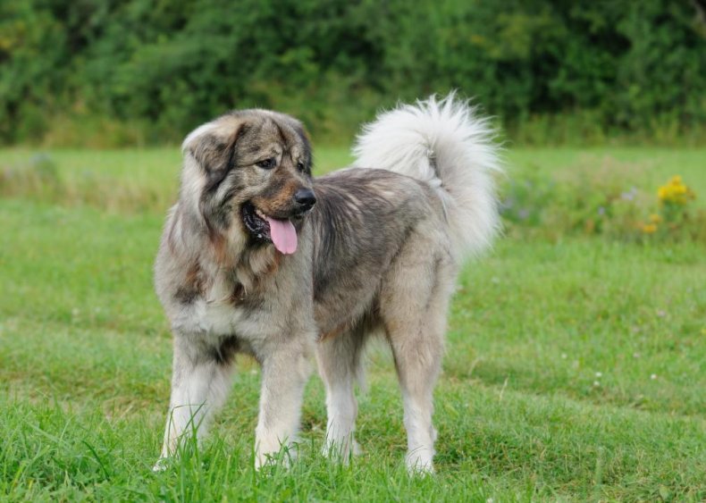 Answer: Dog breed #13