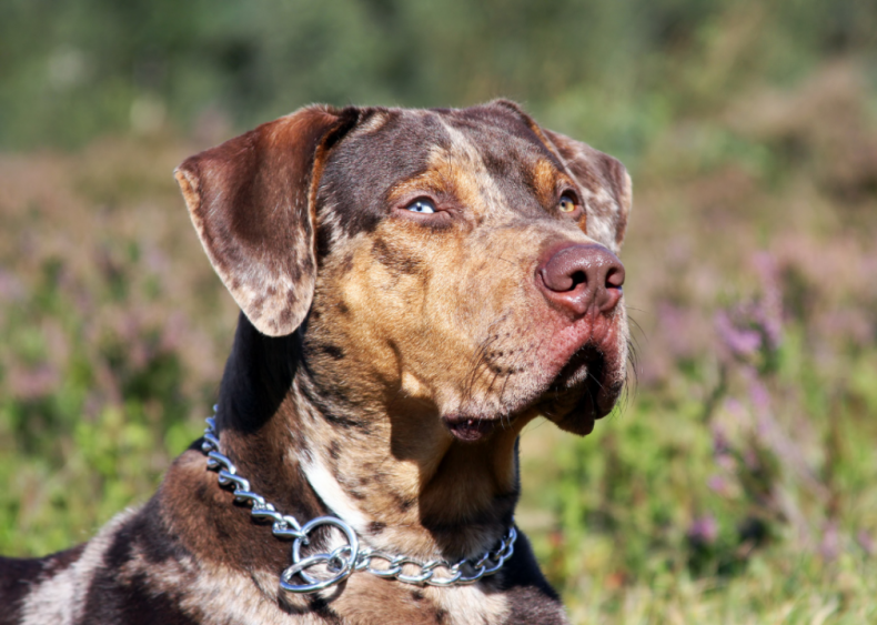 Clue: Dog breed #14
