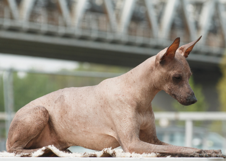 Clue: Dog breed #15