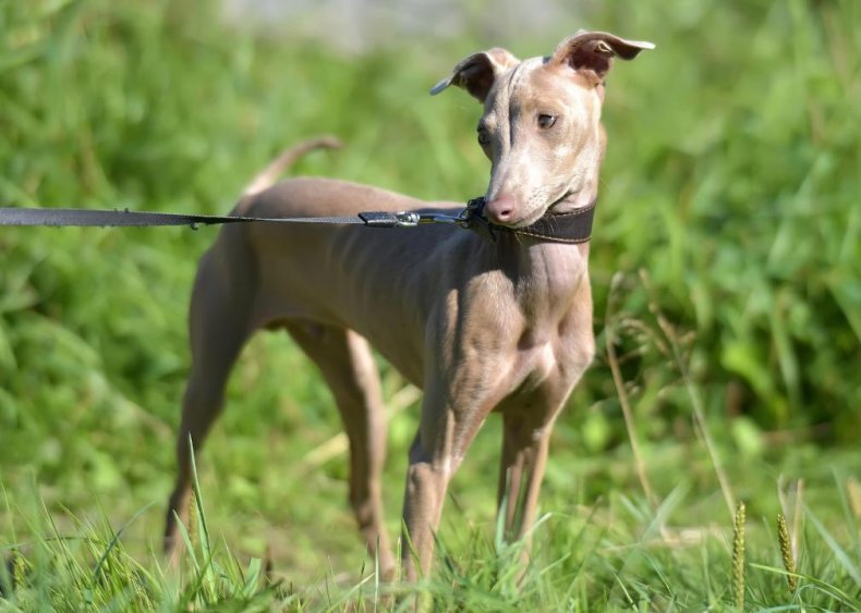 Answer: Dog breed #15