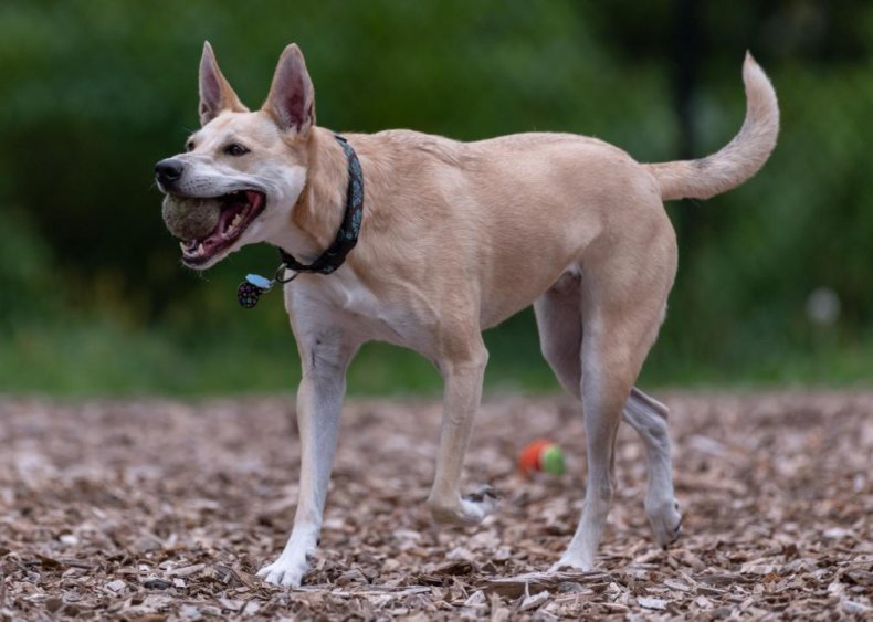 Clue: Dog breed #16