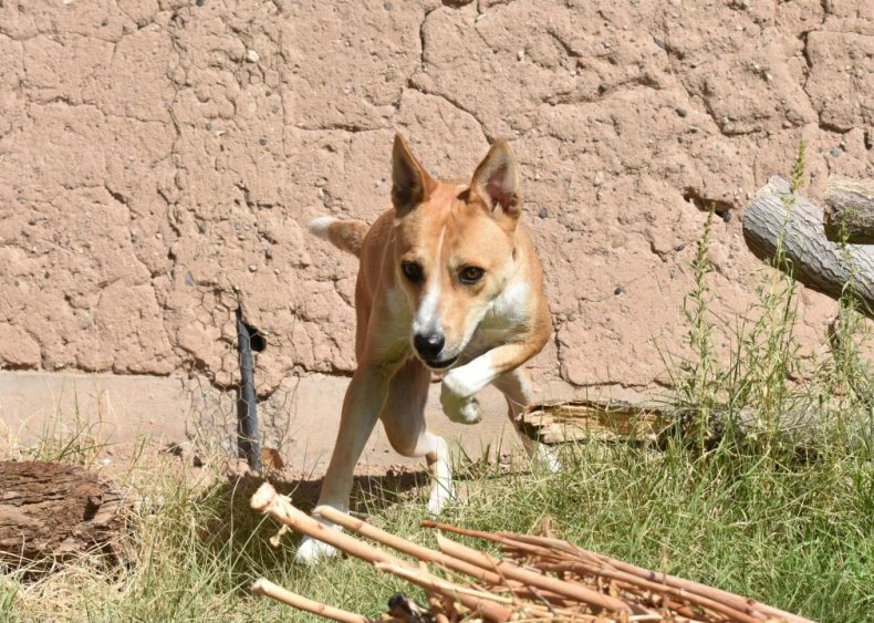 Answer: Dog breed #16