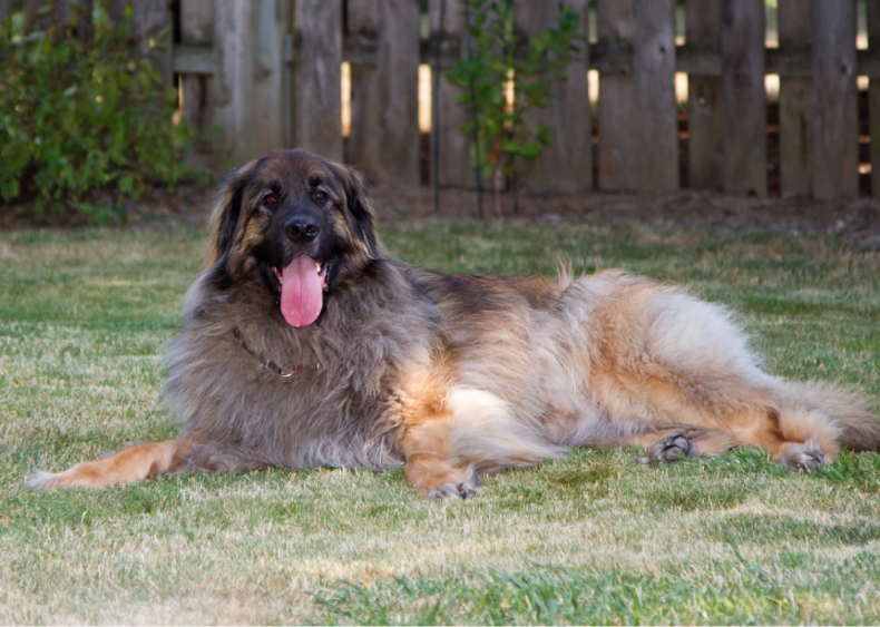 Clue: Dog breed #17