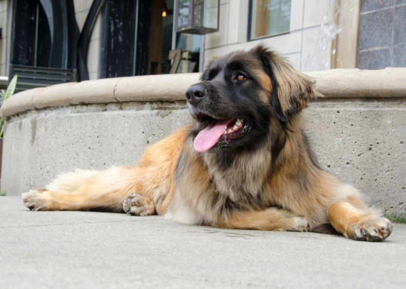 Answer: Dog breed #17