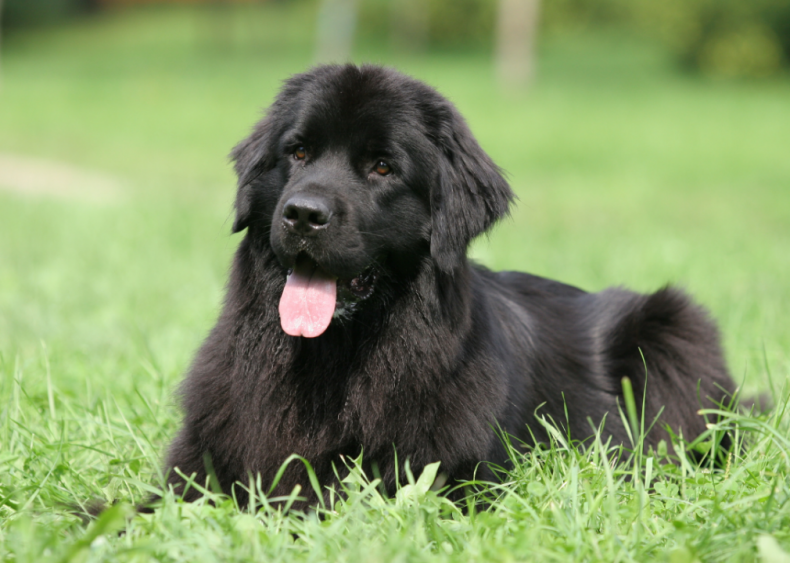 Clue: Dog breed #18