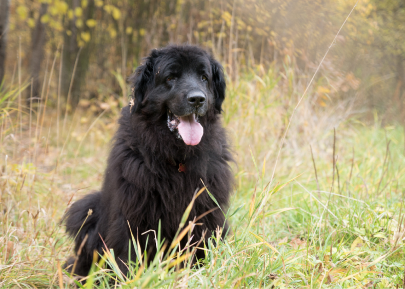 Answer: Dog breed #18