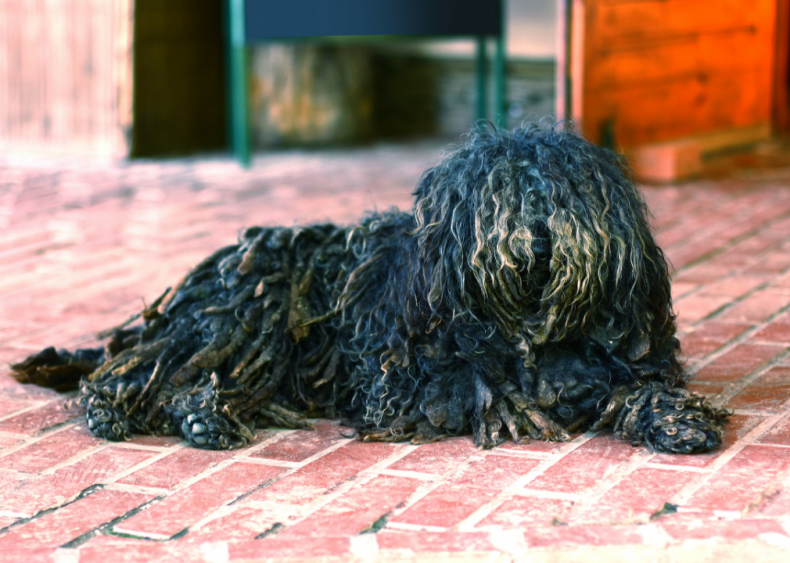 Clue: Dog breed #19
