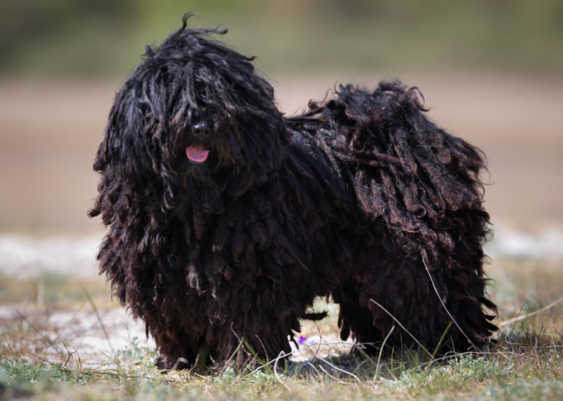 Answer: Dog breed #19