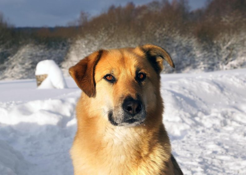 Answer: Dog breed #20