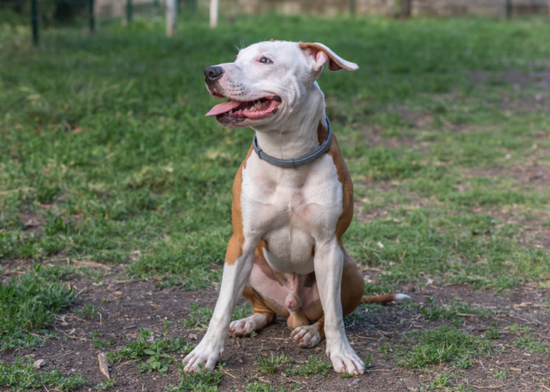 Clue: Dog breed #21