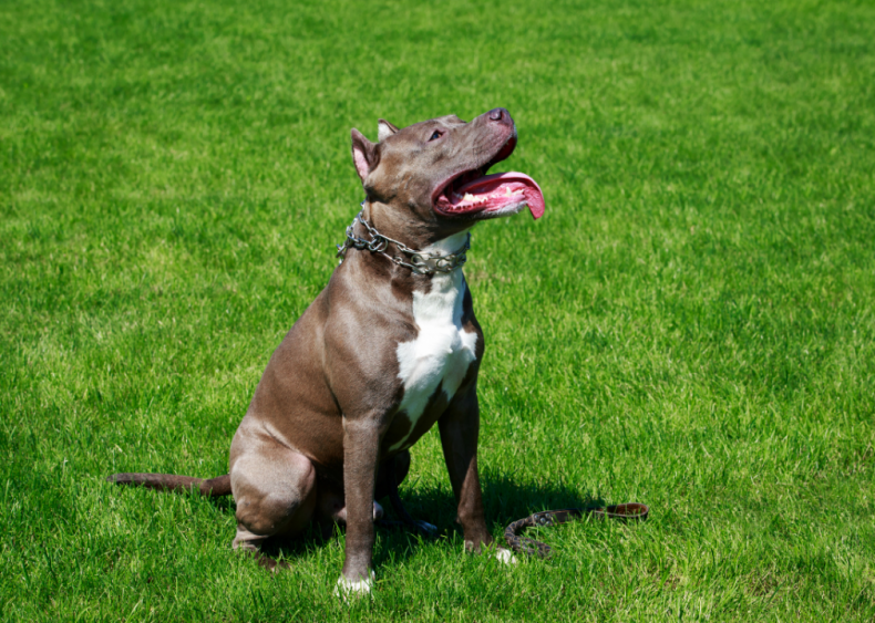 Answer: Dog breed #21