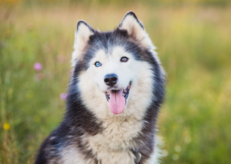 Clue: Dog breed #22