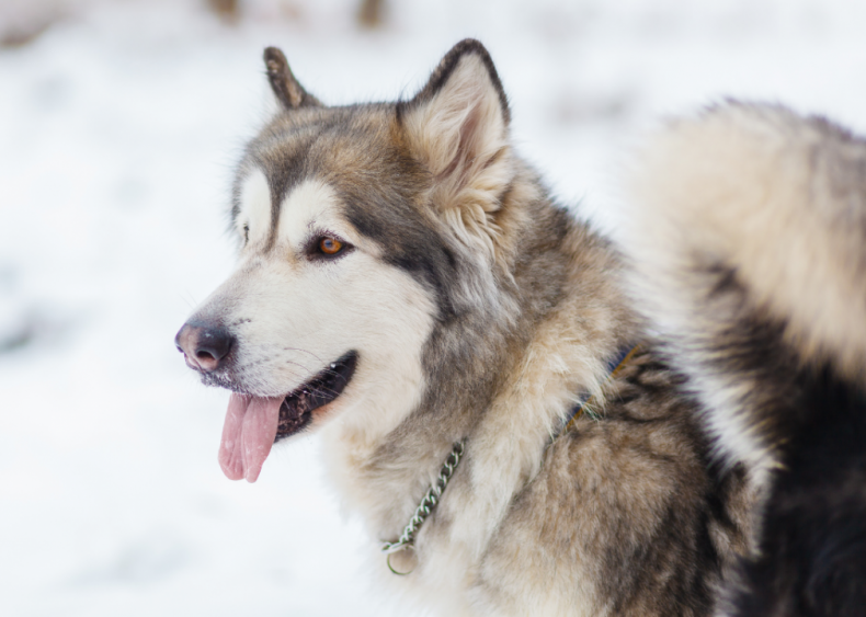 Answer: Dog breed #22