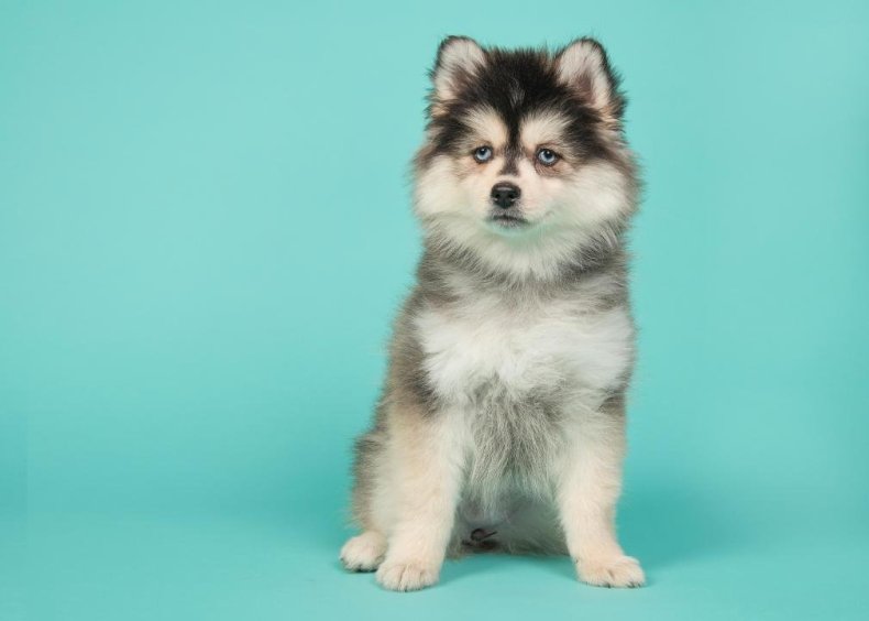 Clue: Dog breed #23