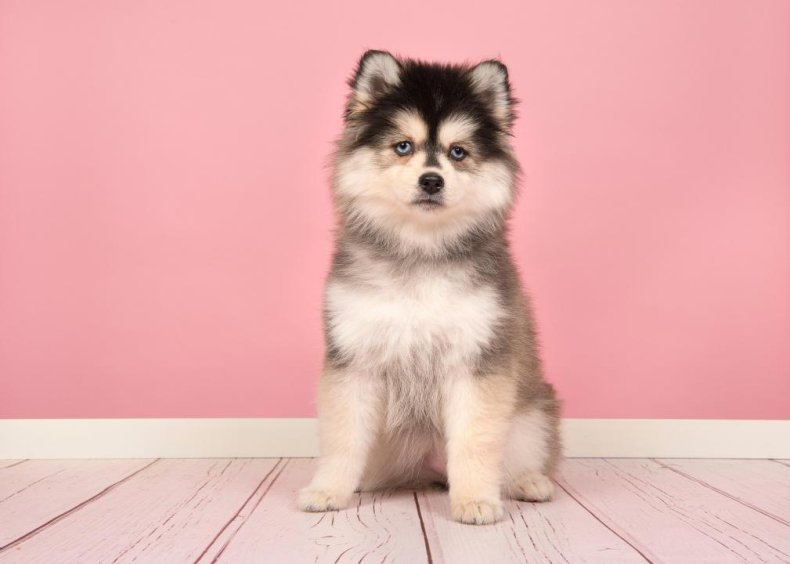 Answer: Dog breed #23