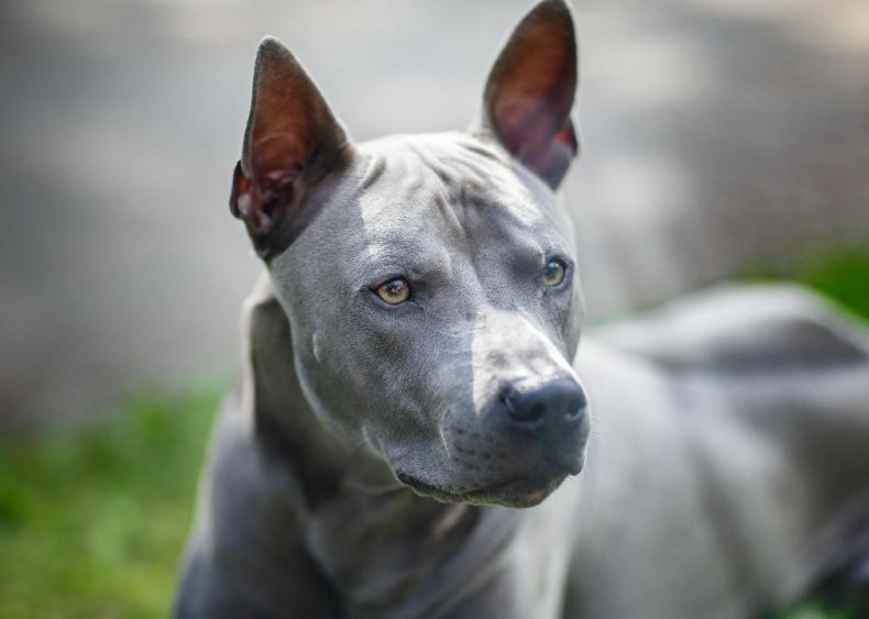 Clue: Dog breed #24
