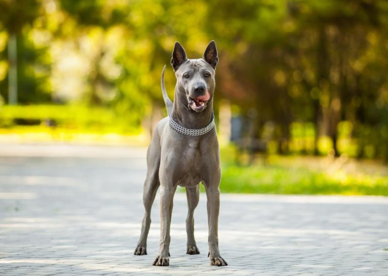 Answer: Dog breed #24