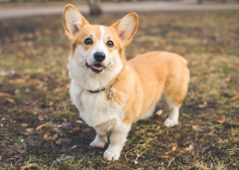 Clue: Dog breed #25