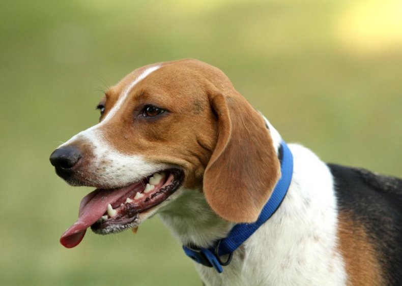 Clue: Dog breed #26