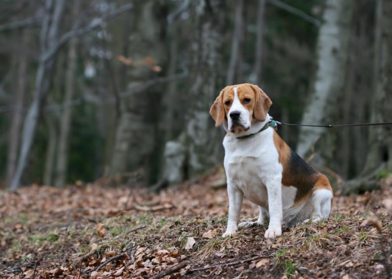 Answer: Dog breed #26