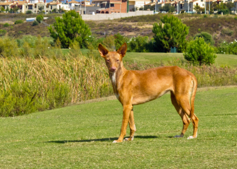 Clue: Dog breed #27