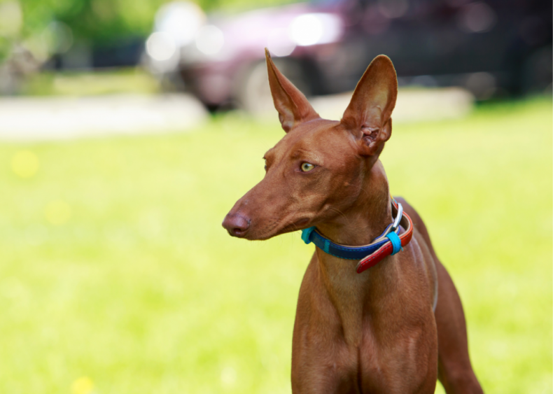 Answer: Dog breed #27