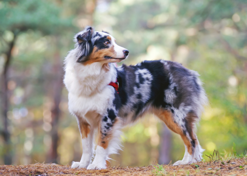 Clue: Dog breed #28
