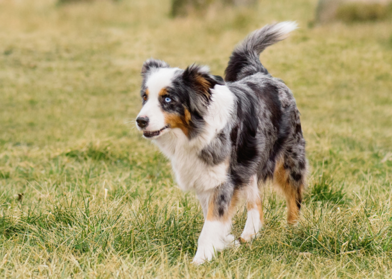 Answer: Dog breed #28