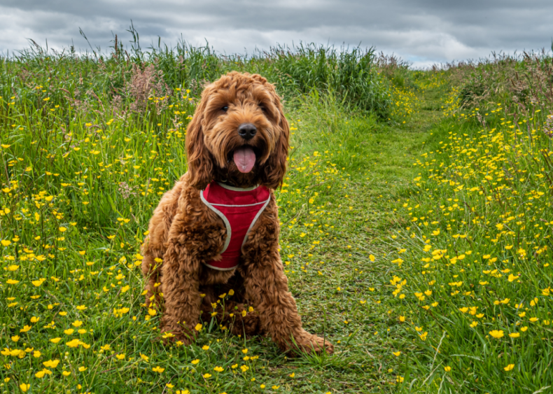 Clue: Dog breed #29