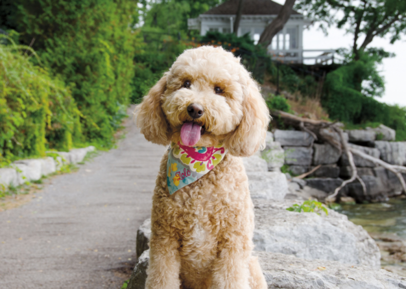 Answer: Dog breed #29