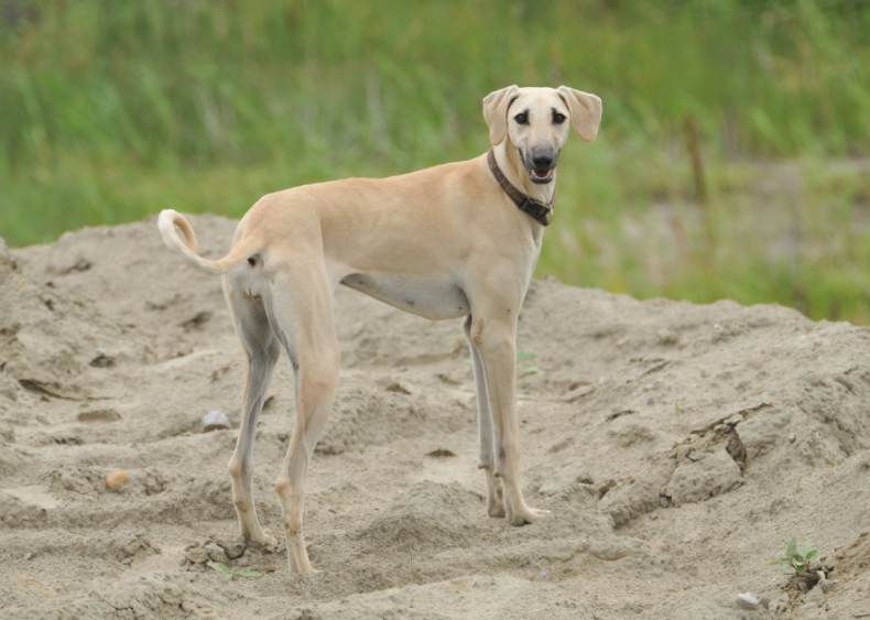 Clue: Dog breed #30