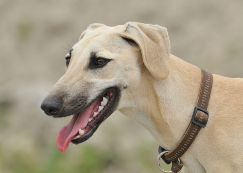 Answer: Dog breed #30