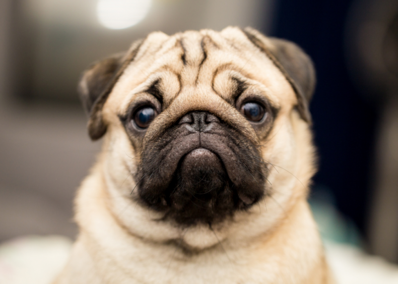 Clue: Dog breed #31