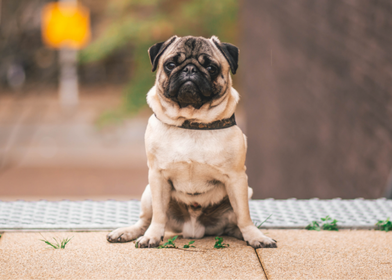 Answer: Dog breed #31