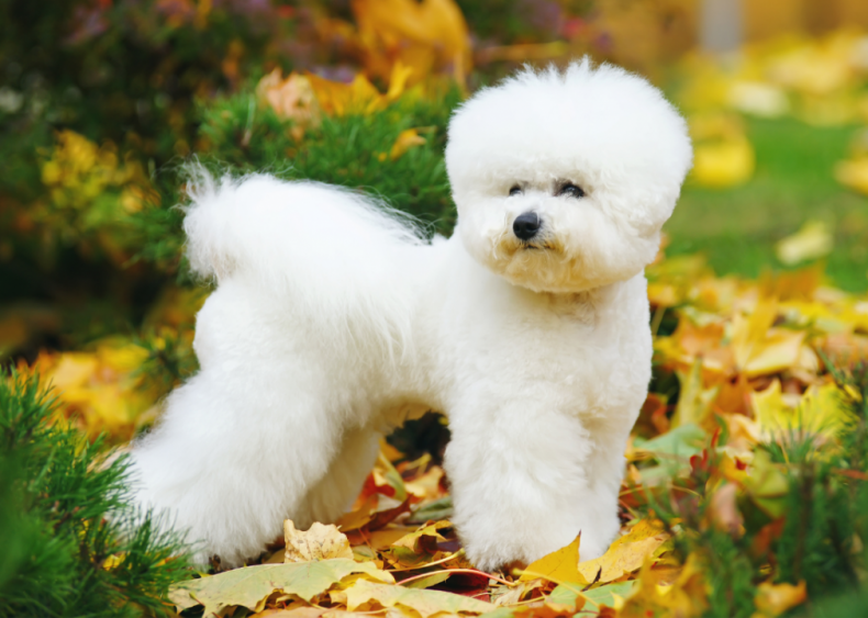 Clue: Dog breed #32