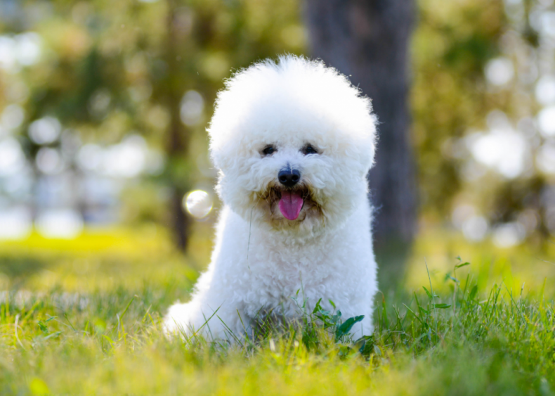 Answer: Dog breed #32