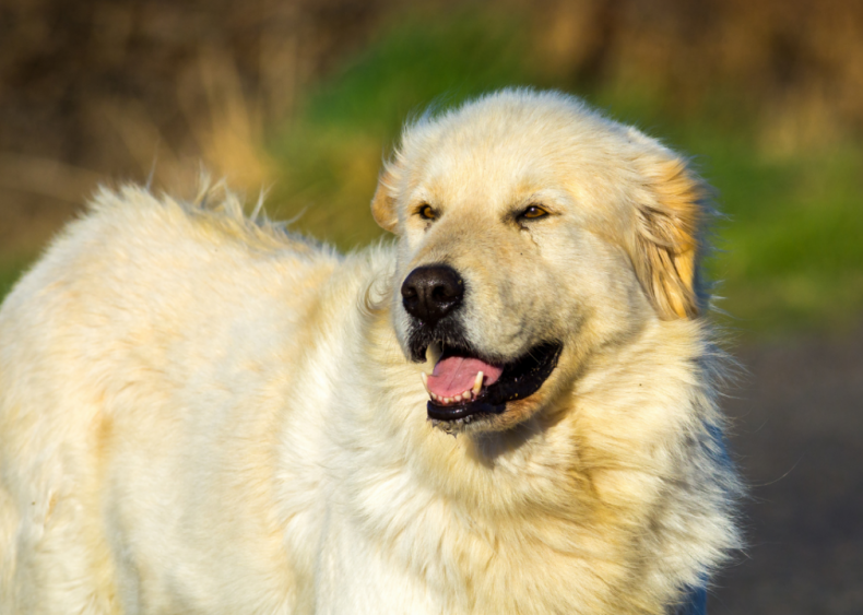 Clue: Dog breed #33